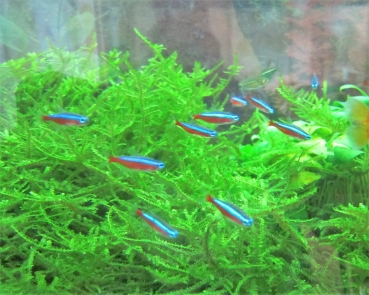 30 Stück Roter Neonsalmler Größe L